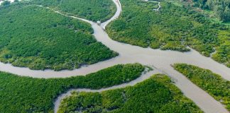 Cina: a Shankou riserva naturale protegge l’ecosistema delle mangrovie (1)