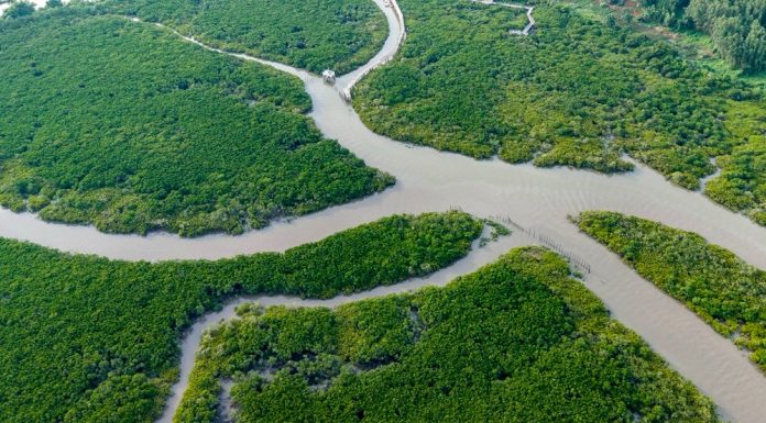 Cina: a Shankou riserva naturale protegge l’ecosistema delle mangrovie (1)
