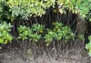 Cina: a Shankou riserva naturale protegge l’ecosistema delle mangrovie (2)
