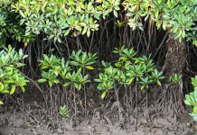 Cina: a Shankou riserva naturale protegge l’ecosistema delle mangrovie (2)