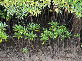 Cina: a Shankou riserva naturale protegge l’ecosistema delle mangrovie (2)