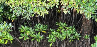 Cina: a Shankou riserva naturale protegge l’ecosistema delle mangrovie (2)