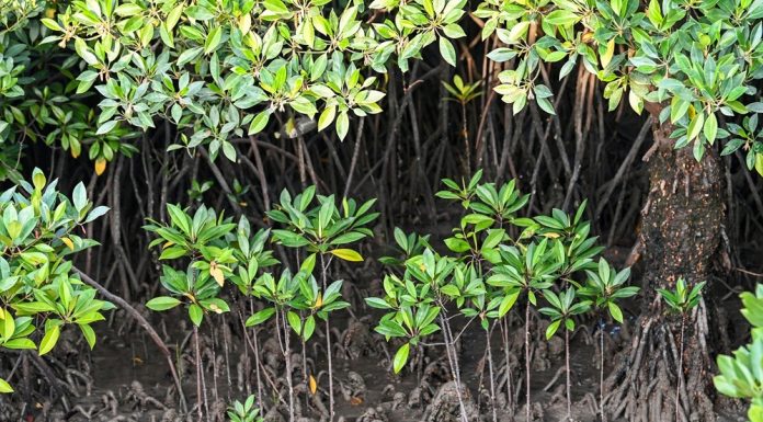 Cina: a Shankou riserva naturale protegge l’ecosistema delle mangrovie (2)