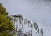 Cina: a Shankou riserva naturale protegge l’ecosistema delle mangrovie (3)