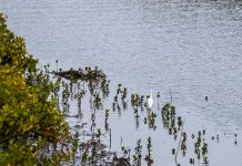 Cina: a Shankou riserva naturale protegge l’ecosistema delle mangrovie (3)