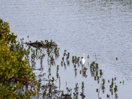Cina: a Shankou riserva naturale protegge l’ecosistema delle mangrovie (3)
