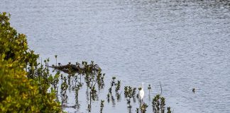 Cina: a Shankou riserva naturale protegge l’ecosistema delle mangrovie (3)