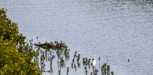 Cina: a Shankou riserva naturale protegge l’ecosistema delle mangrovie (3)