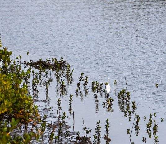 Cina: a Shankou riserva naturale protegge l’ecosistema delle mangrovie (3)