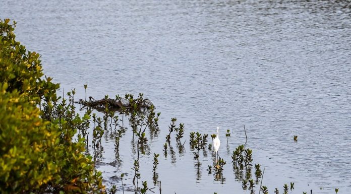 Cina: a Shankou riserva naturale protegge l’ecosistema delle mangrovie (3)