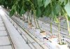 Cina: agricoltura moderna nel parco Guangdong-Hong Kong-Macao (2)