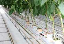 Cina: agricoltura moderna nel parco Guangdong-Hong Kong-Macao (2)