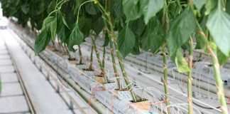 Cina: agricoltura moderna nel parco Guangdong-Hong Kong-Macao (2)