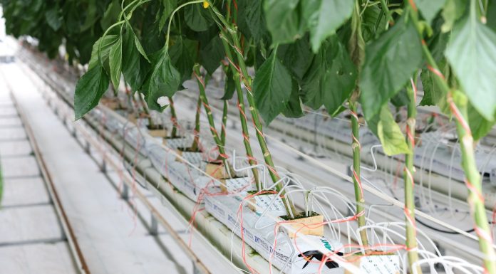 Cina: agricoltura moderna nel parco Guangdong-Hong Kong-Macao (2)