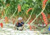 Cina: agricoltura moderna nel parco Guangdong-Hong Kong-Macao (3)