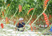 Cina: agricoltura moderna nel parco Guangdong-Hong Kong-Macao (3)