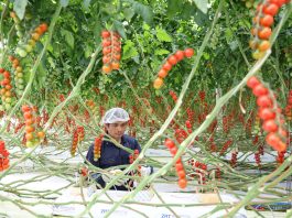 Cina: agricoltura moderna nel parco Guangdong-Hong Kong-Macao (3)