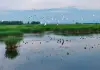 Cina: natura rigogliosa nel Parco nazionale delle zone umide di Fujin (1)