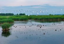 Cina: natura rigogliosa nel Parco nazionale delle zone umide di Fujin (1)