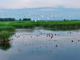 Cina: natura rigogliosa nel Parco nazionale delle zone umide di Fujin (1)