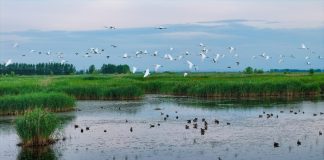 Cina: natura rigogliosa nel Parco nazionale delle zone umide di Fujin (1)