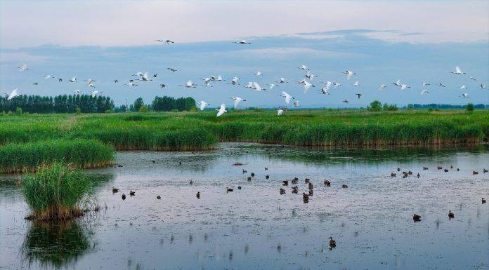 Cina: natura rigogliosa nel Parco nazionale delle zone umide di Fujin (1)