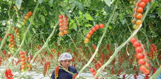 Cina: agricoltura moderna nel parco Guangdong-Hong Kong-Macao (3)
