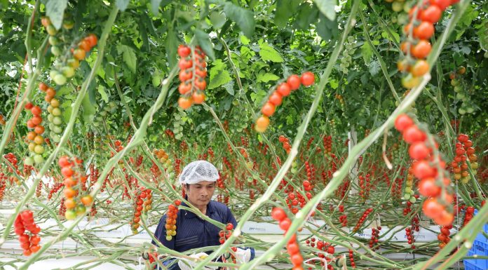 Cina: agricoltura moderna nel parco Guangdong-Hong Kong-Macao (3)