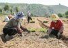 Cina: ortaggi da clima freddo coltivati nel Qinghai (2)