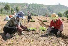 Cina: ortaggi da clima freddo coltivati nel Qinghai (2)