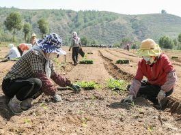 Cina: ortaggi da clima freddo coltivati nel Qinghai (2)