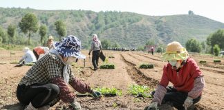Cina: ortaggi da clima freddo coltivati nel Qinghai (2)