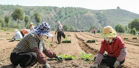 Cina: ortaggi da clima freddo coltivati nel Qinghai (2)