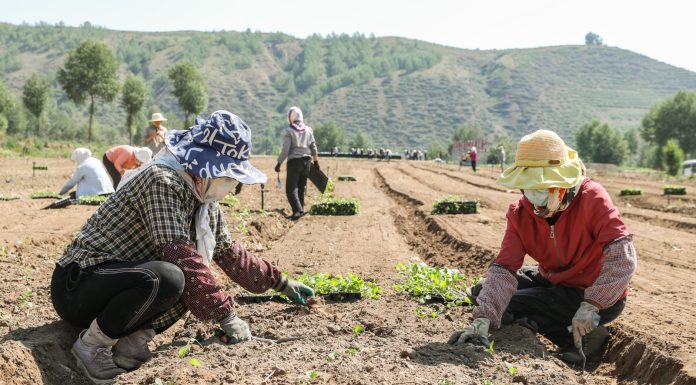Cina: ortaggi da clima freddo coltivati nel Qinghai (2)