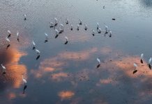 Cina: natura rigogliosa nel Parco nazionale delle zone umide di Fujin (2)