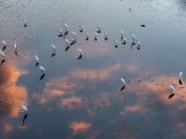 Cina: natura rigogliosa nel Parco nazionale delle zone umide di Fujin (2)