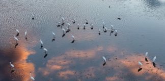 Cina: natura rigogliosa nel Parco nazionale delle zone umide di Fujin (2)