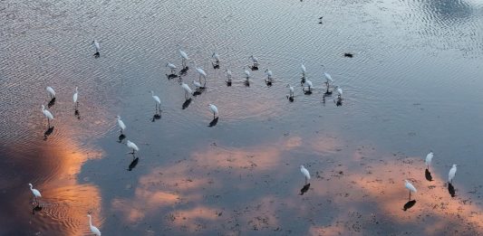 Cina: natura rigogliosa nel Parco nazionale delle zone umide di Fujin (2)