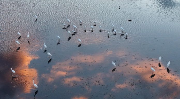 Cina: natura rigogliosa nel Parco nazionale delle zone umide di Fujin (2)