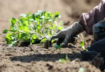 Cina: ortaggi da clima freddo coltivati nel Qinghai (3)