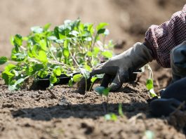 Cina: ortaggi da clima freddo coltivati nel Qinghai (3)