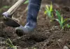 Cina: scarti agricoli trasformati in biochar ad alto valore