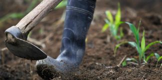 Cina: scarti agricoli trasformati in biochar ad alto valore