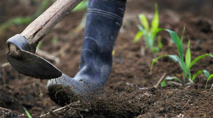 Cina: scarti agricoli trasformati in biochar ad alto valore