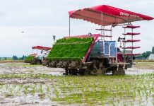 Cina: Hunan, macchinari senza conducente utilizzati per raccolta e semina (3)
