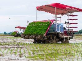 Cina: Hunan, macchinari senza conducente utilizzati per raccolta e semina (2)