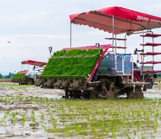 Cina: Hunan, macchinari senza conducente utilizzati per raccolta e semina (3)