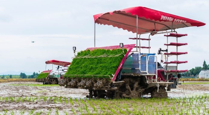 Cina: Hunan, macchinari senza conducente utilizzati per raccolta e semina (2)