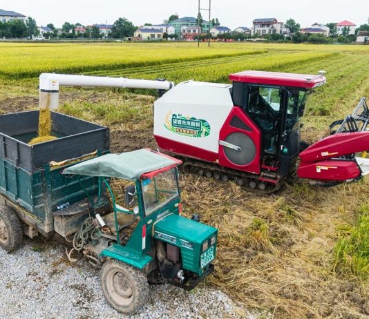 Cina: Hunan, macchinari senza conducente utilizzati per raccolta e semina (3)