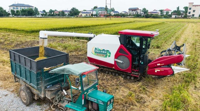 Cina: Hunan, macchinari senza conducente utilizzati per raccolta e semina (3)